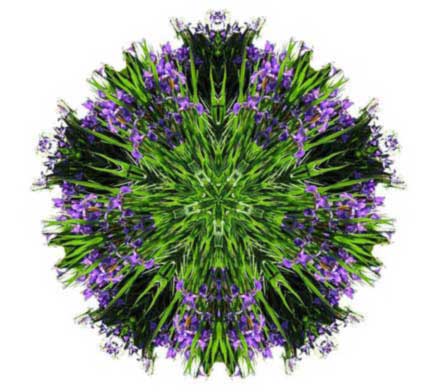 Iris mandala