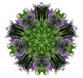 Iris mandala
